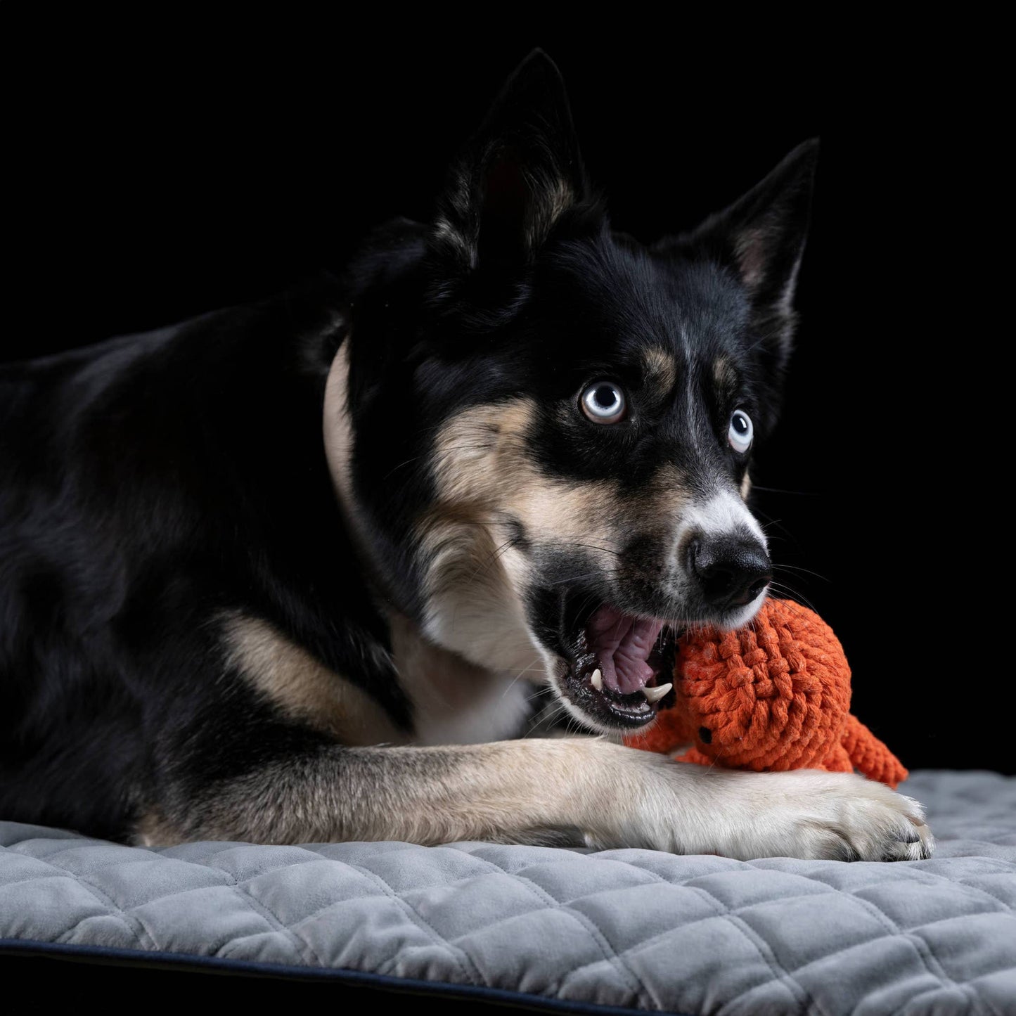 THADDÄUS TINTENFISCH