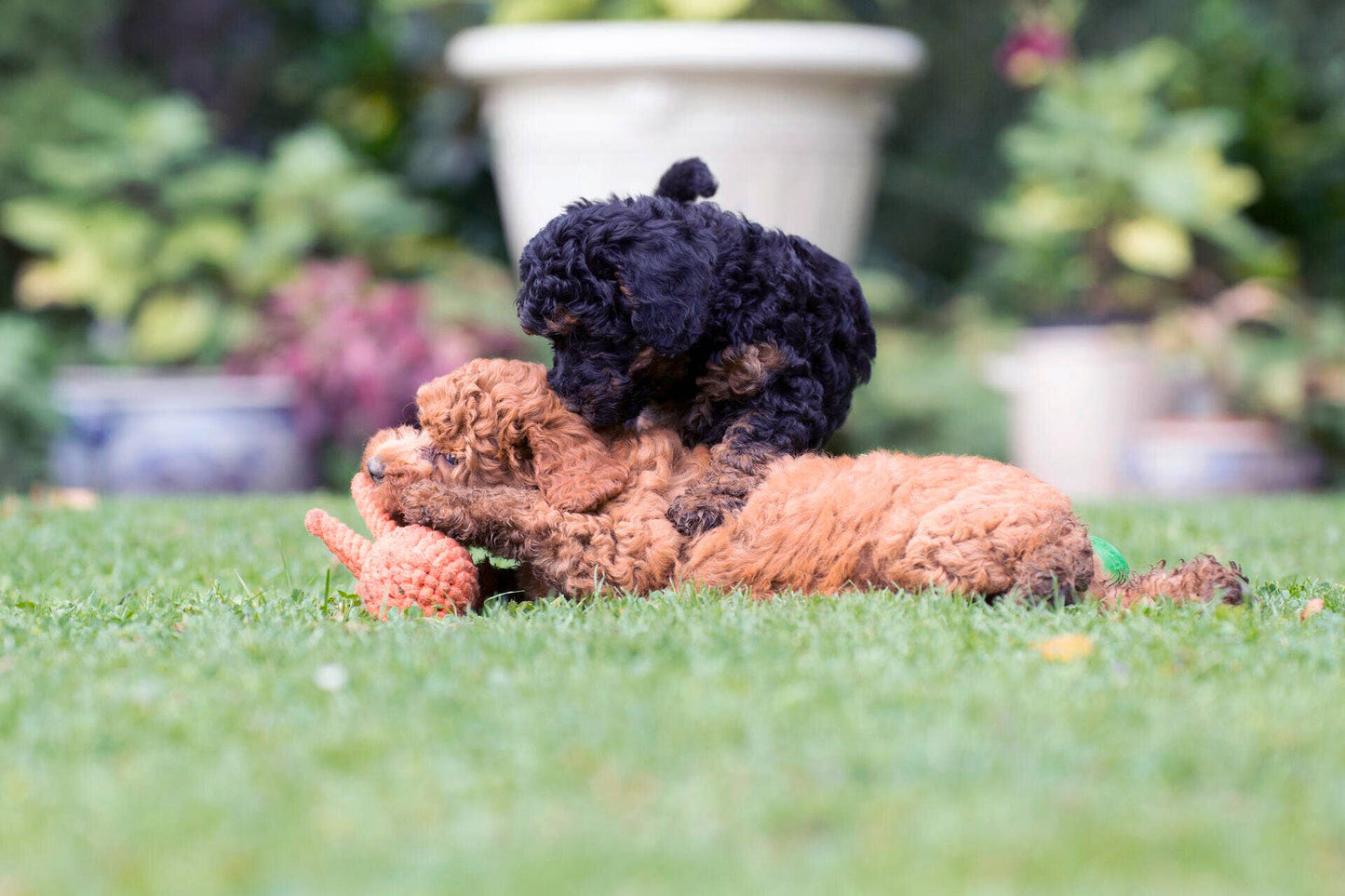 THADDÄUS TINTENFISCH