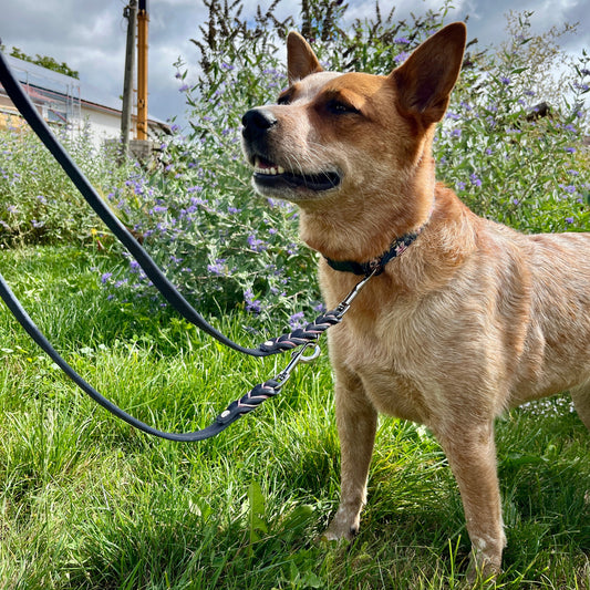 Fettleder Leine verstellbar