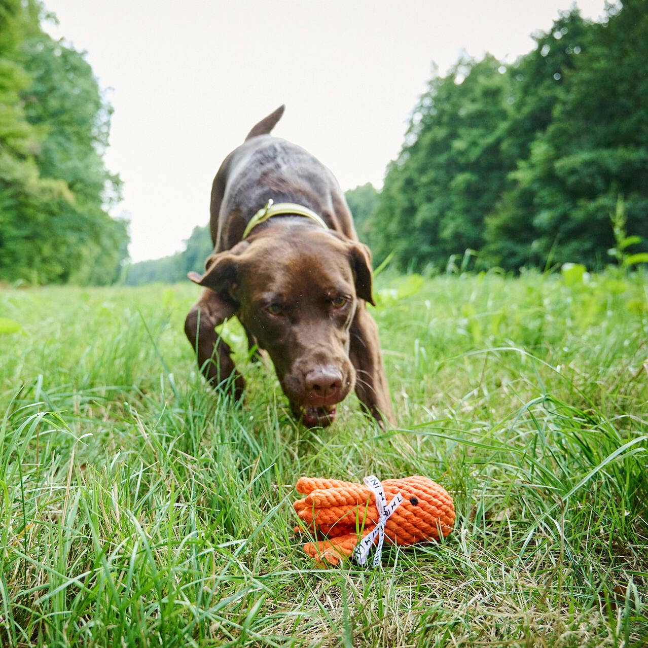 THADDÄUS TINTENFISCH