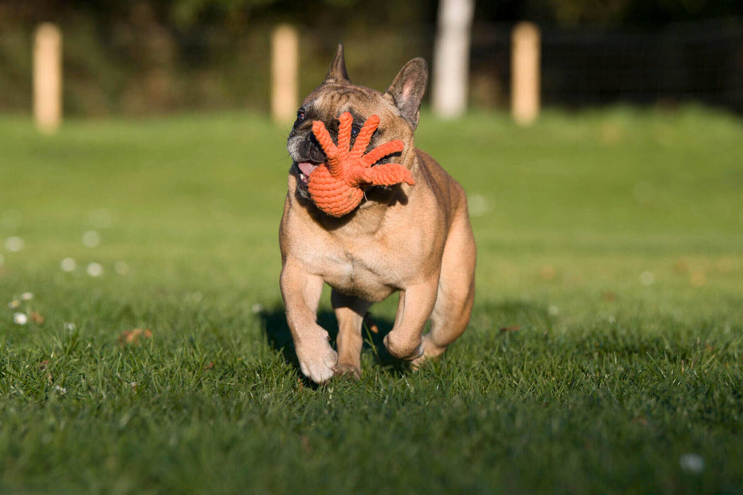 THADDÄUS TINTENFISCH