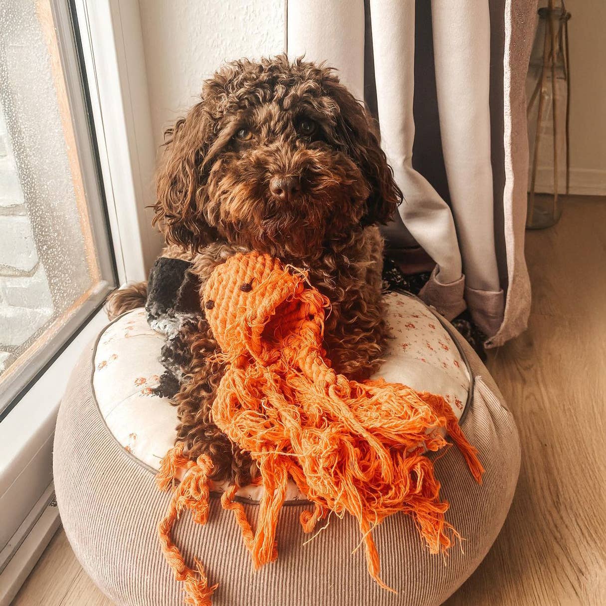 THADDÄUS TINTENFISCH